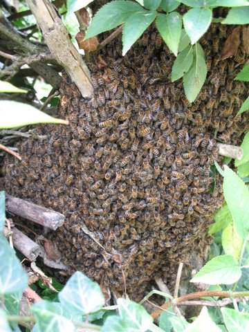 Ontsnapte bijen in de schooltuin